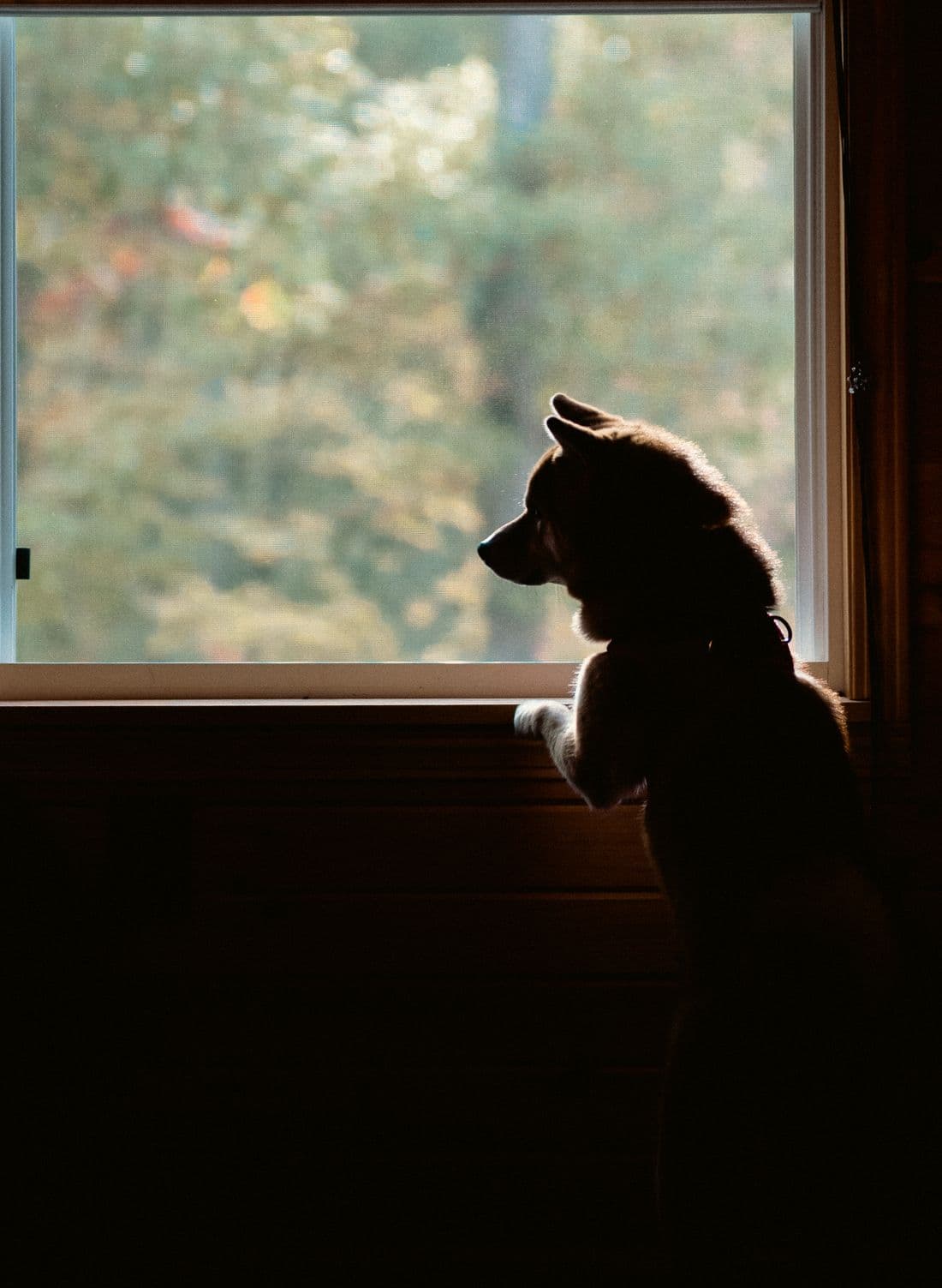 A dog silhouetted in a quiet room while looking out a window.