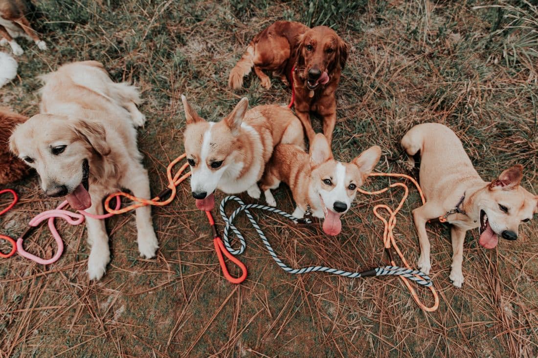 A group of dogs from several breeds resting together outdoors