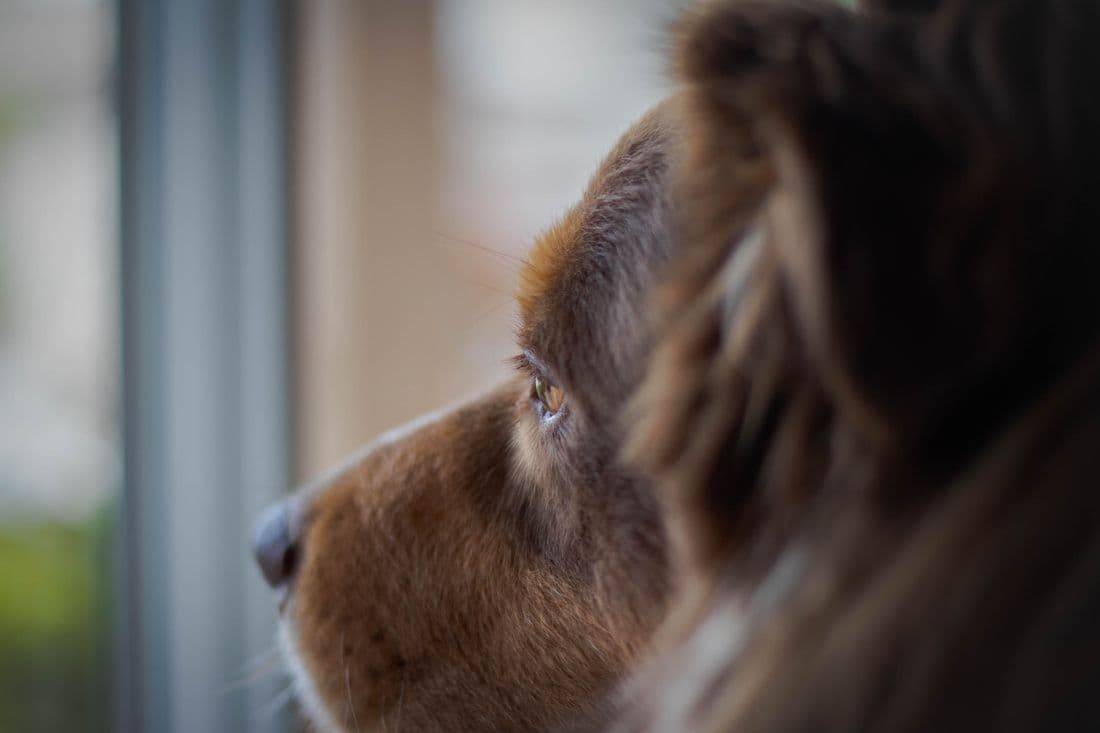Thoughtful close side profile of a brown dog looking through a window.