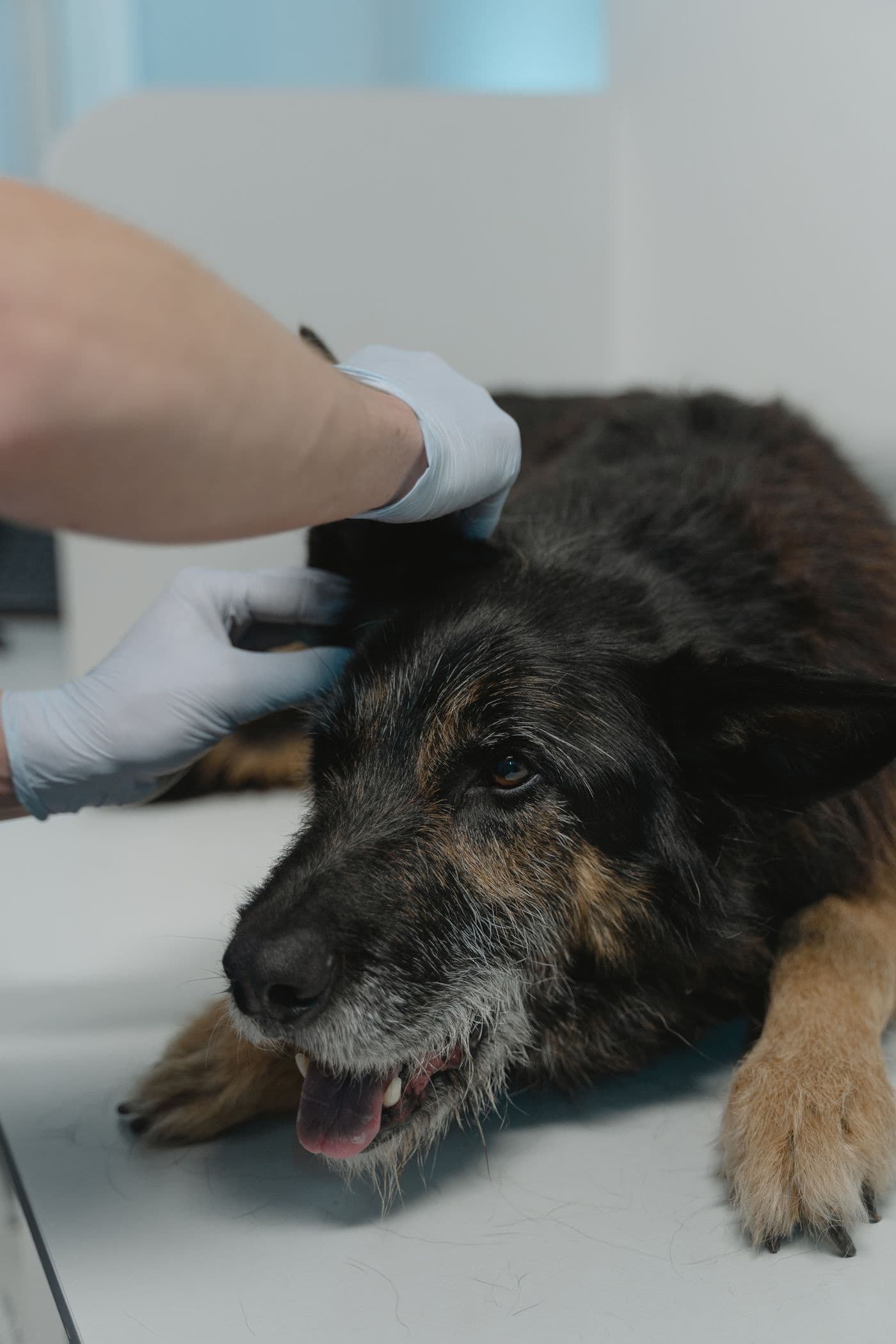 A senior dog having blood collected at a veterinary clinic