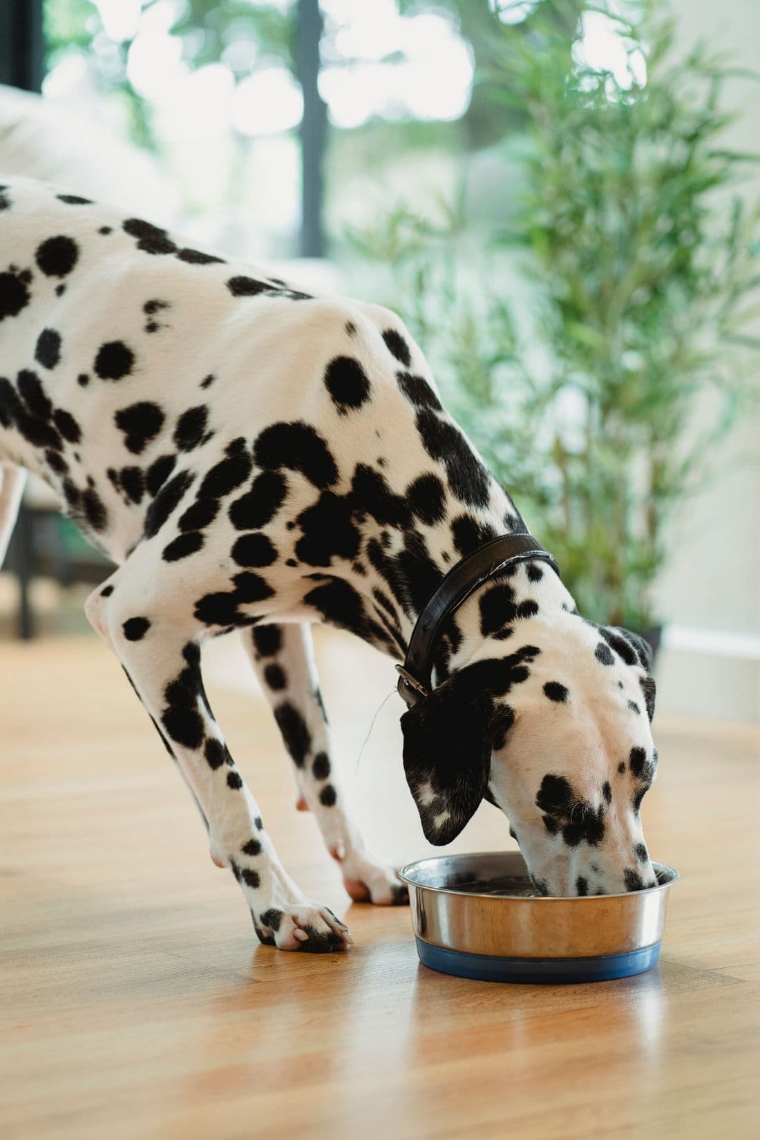Dalmatian eating from a metal bowl in a bright home.