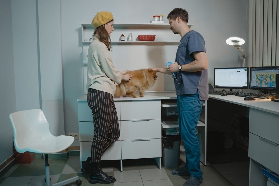 A senior dog being examined during a veterinary visit