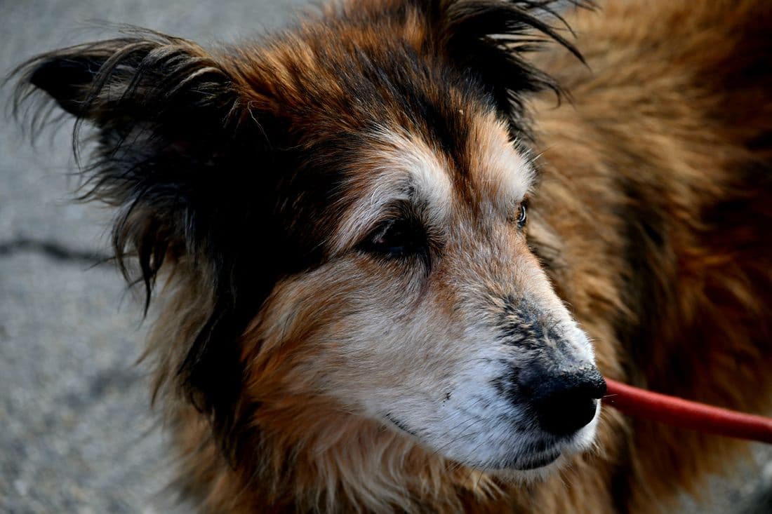 Senior dog resting outdoors in natural light